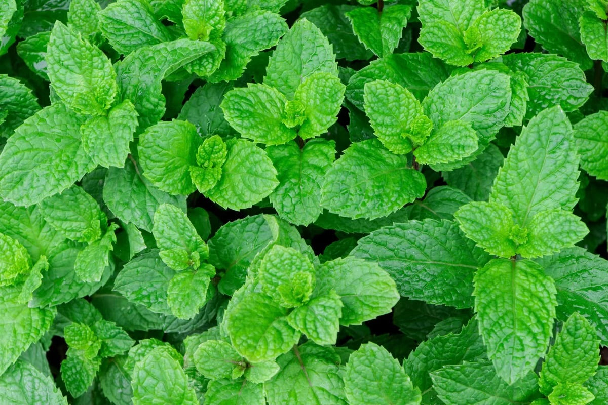 Peppermint Lip Sugar Scrub