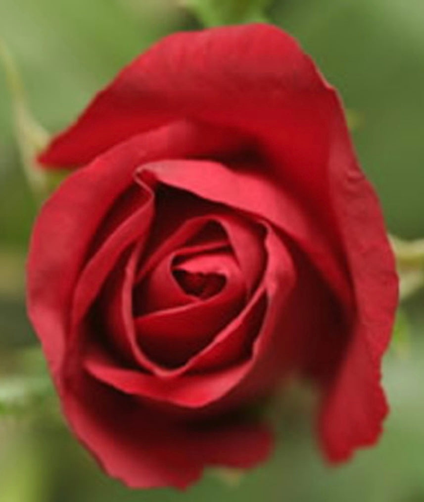 Organic Rose Water Loc Mist