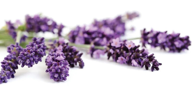 July 3 Full Buck Moon/ Lavender Foot Bath